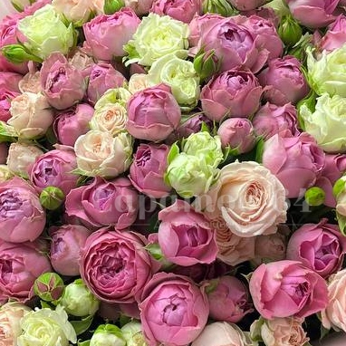 Букет из пионовидной розы &laquo;Суфле&raquo;