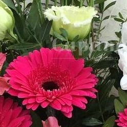 Букет с герберами &laquo;ягоды на снегу&raquo;